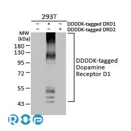 CXCR1 antibody [HL2674]